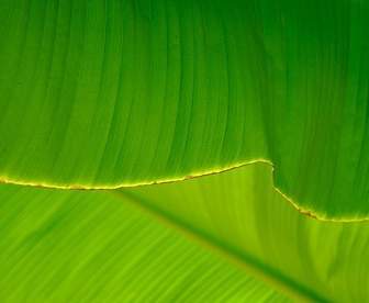 バナナの葉の品質の画像