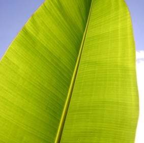 Banana Leaf Kualitas Gambar
