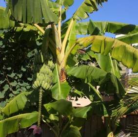 Banana Tree With Fruit And Blossom