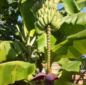 Bananenbaum Mit Früchten Und Blumen Blühen
