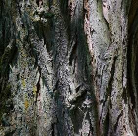 bark log robinia