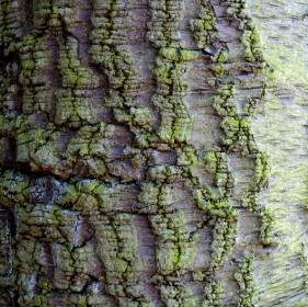 Bark Tree Background