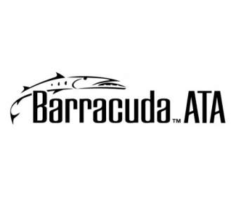 Barracuda Ata