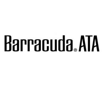Barracuda Ata