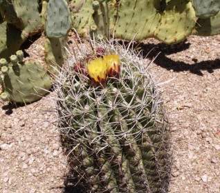 Barrel-Kaktus Pflanze Heiß