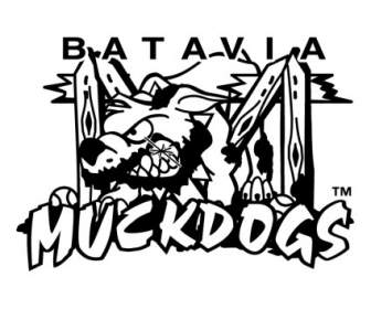 バタヴィア Muckdogs