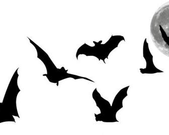 Bats And Full Moon