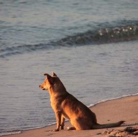 ビーチの犬の日の出