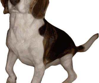 Versione Piccola Beagle