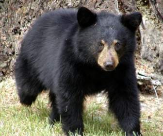 Urso Animal Colúmbia Britânica