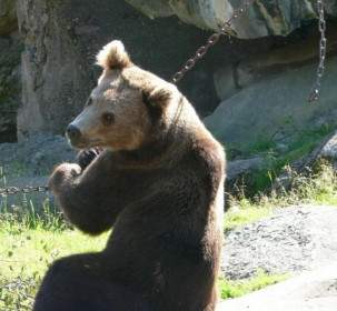bear brown bear sit