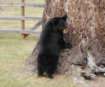Bear Cub Animal