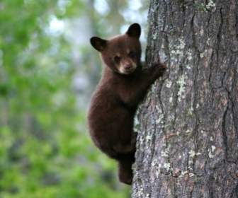 árvore De Filhote De Urso