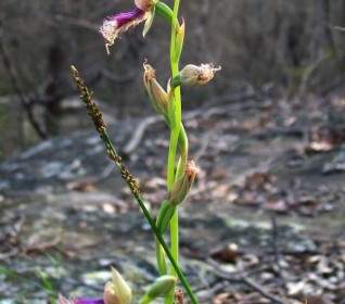 Iris Plante Fleur D'orchidée