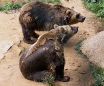 Beruang Penumpahan Zoo