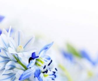 Bunga-bunga Biru Yang Indah Hd Gambar