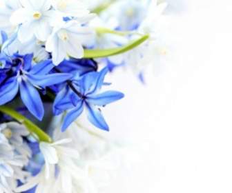 Bunga-bunga Biru Yang Indah Hd Gambar