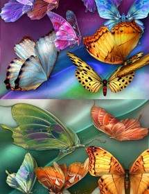 Beautiful Butterfly Psd
