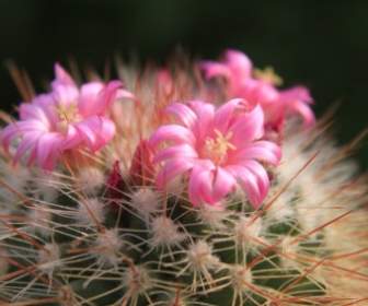 Cactus Cactacee Bella