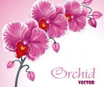 Belles Fleurs Background Vector