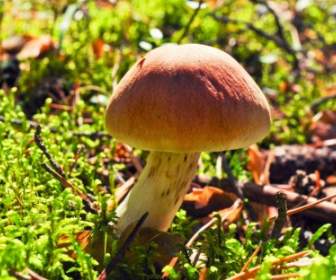 Beautiful Mushroom
