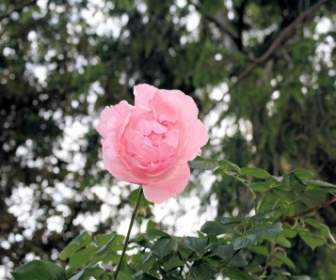 美麗的粉紅色玫瑰