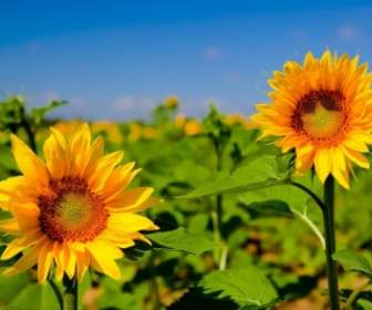Schöne Sonnenblumen Hd-Bild
