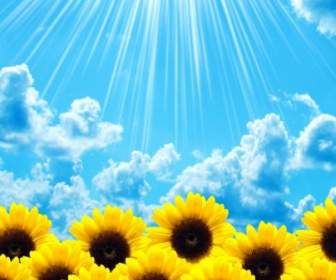 Beautiful Sunflower Highdefinition Picture