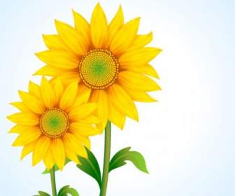 Schöne Sonnenblumen Vektor