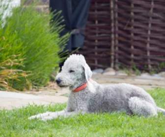 Canino De Bedlington Terrier Perro