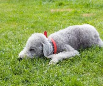 Bedlington Terrier Perro Del Animal Doméstico