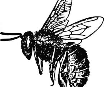 Lebah Clip Art