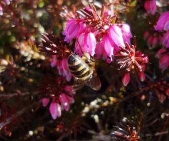 пчела цветок весна