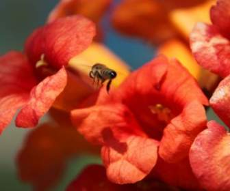 Bee Heading For Flower