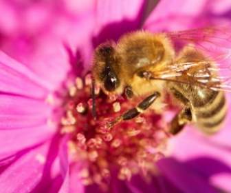 Pszczoła Owad Kwiat