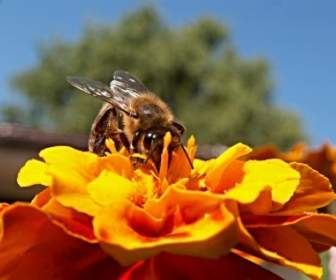 Пчела насекомых цветок