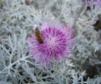 Pszczoła Na Kwiat