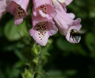 ジギタリスの花に蜂