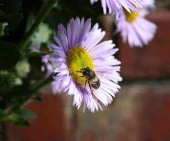 米迦勒節前菊花上的蜜蜂
