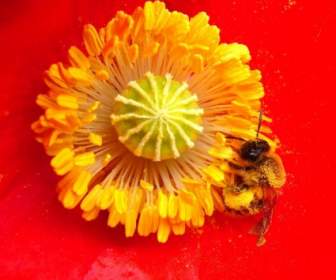 ผึ้งกับผึ้งแมลงปี้บนดอกไม้