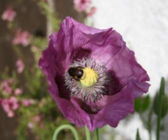 Bee On Purple Poppy Flower