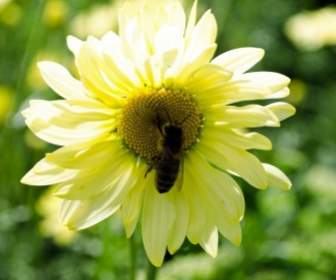 黄色の花の蜂