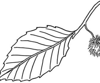 Beech Leaf Outline Clip Art