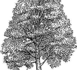 Buche Baum ClipArt
