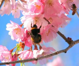 Bees In The Cherry Tree Wallpaper Spring Nature