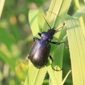 Beetle Black Calosoma