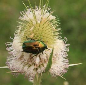 Beetle Bug SILVERTOP