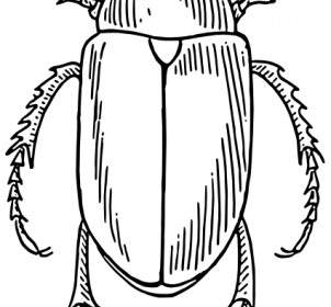 Scarabeo ClipArt