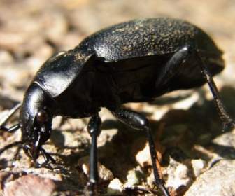 カブトムシの地表歩行性甲虫と