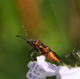 Bunga Serangga Kumbang